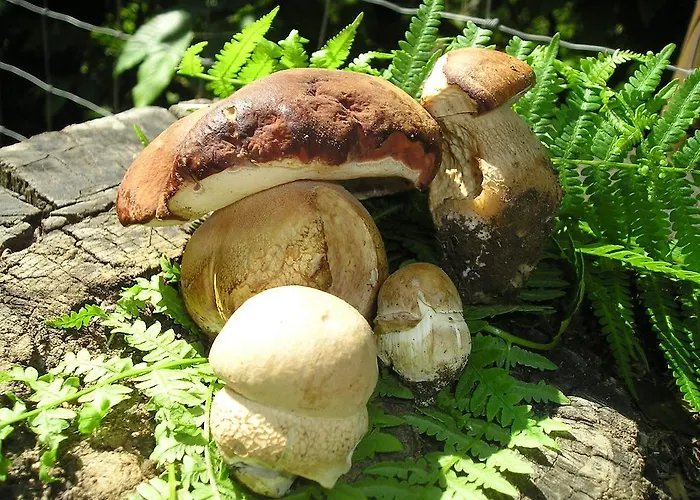 Bed and Breakfast Il Podere Di Giada