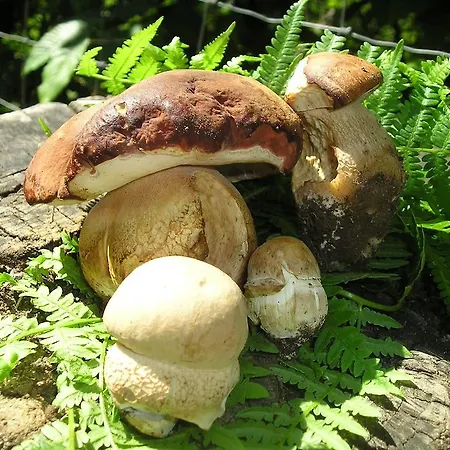 לינה וארוחת בוקר Il Podere Di Giada